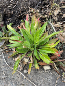 evening primrose foliage