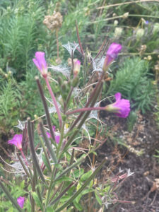 greater willowherb