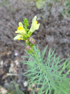 hairy shieldbug on common toadflax