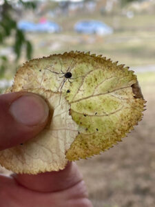 harvestman oligolophus hansenii