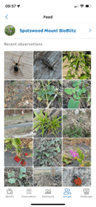 Obsidentify spotswood meadow biobblitz