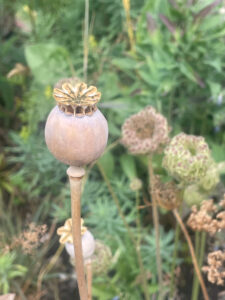 opium poppy seed heads