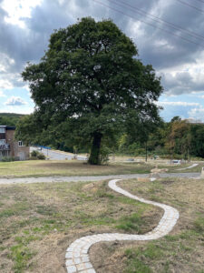 pedunculate oak and amenity grassland