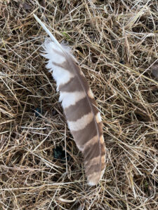tawny owl feather