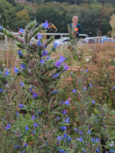 vipers bugloss