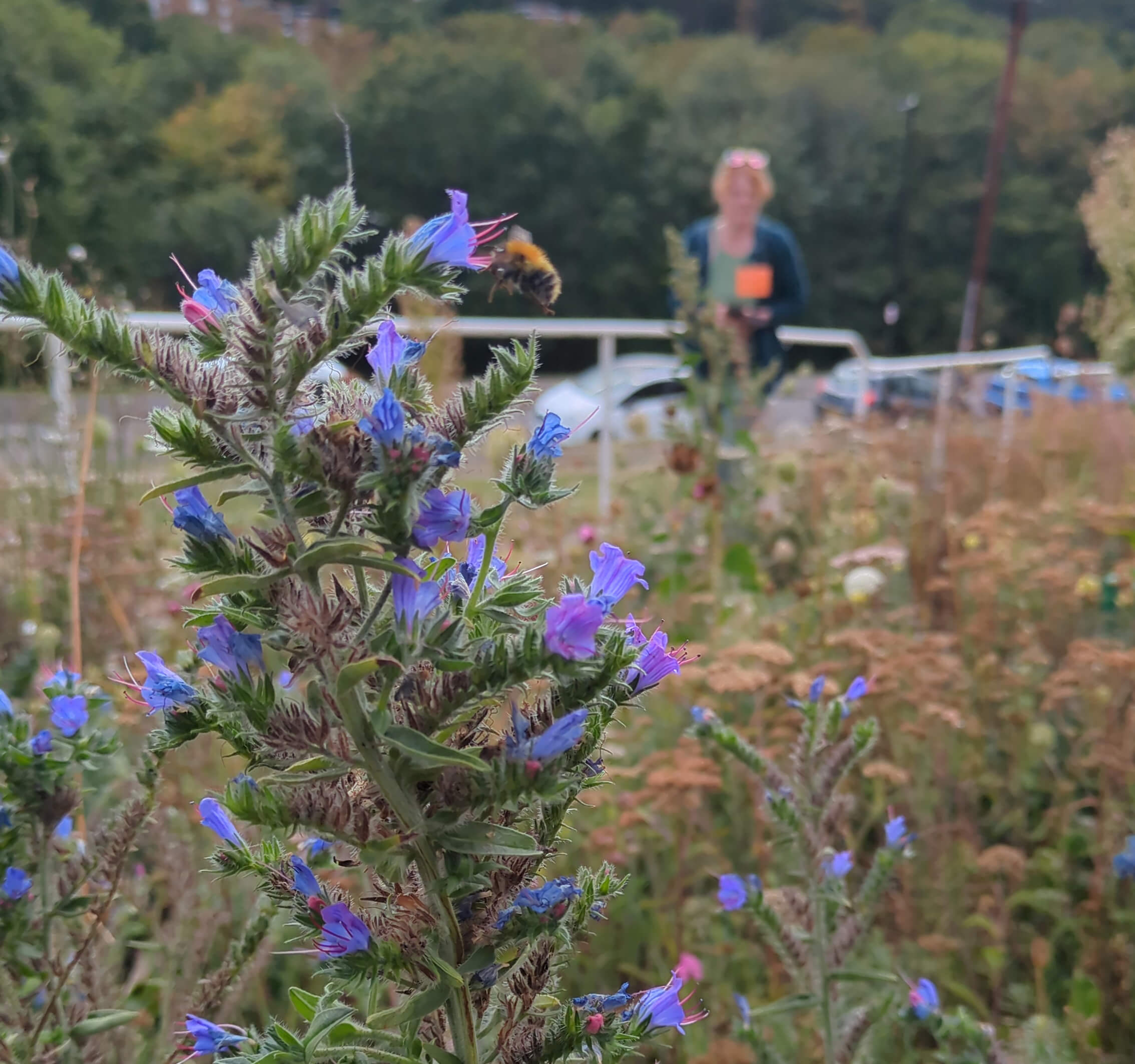vipers bugloss echium spotswood place, gleadless valley