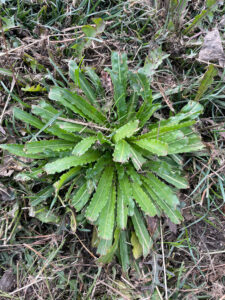 weld foliage