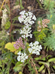 wild carrot