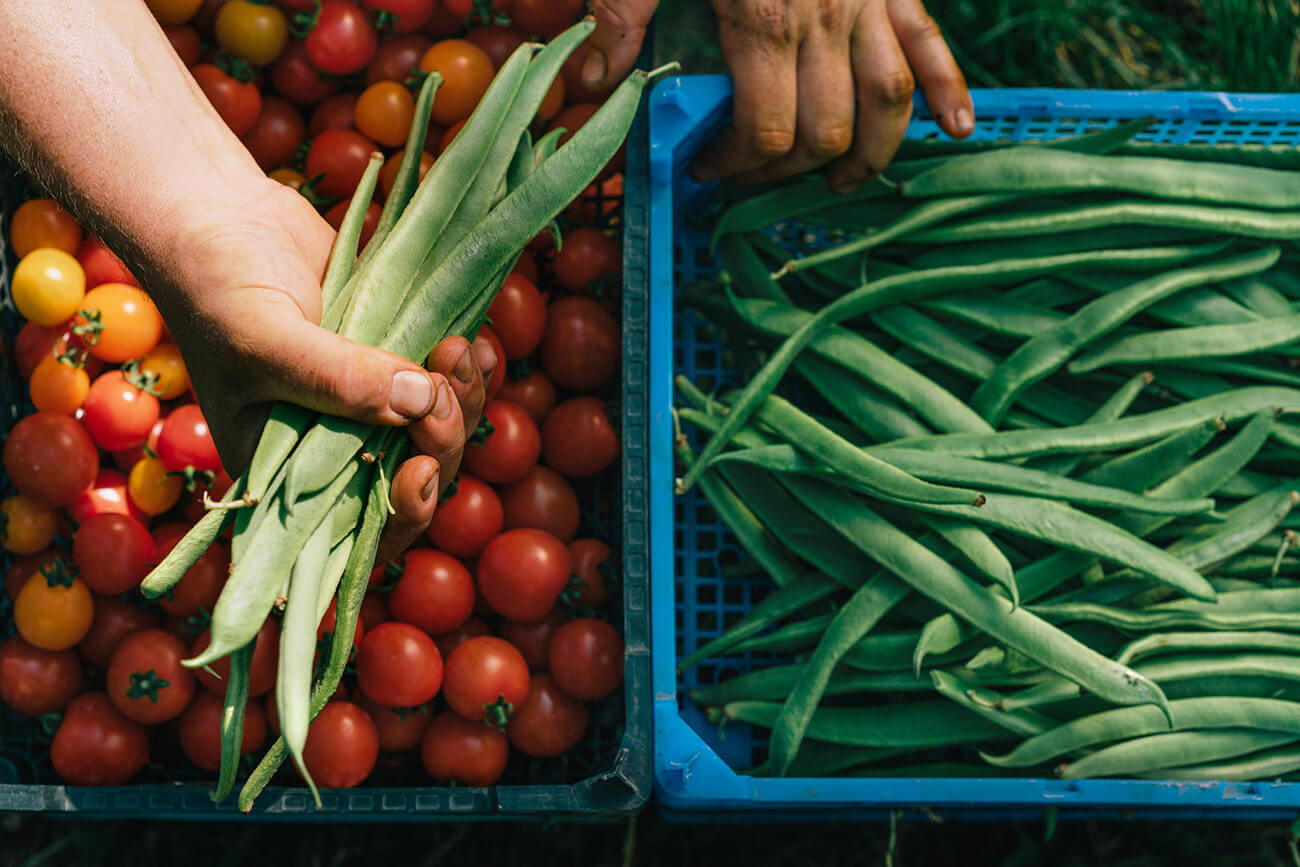 Organic beans and tomatoes at Regather Farm
